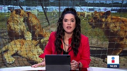 Profepa llega a refugio de felinos denunciado por maltrato