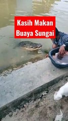 Seorang Warga Kasih Makan Buaya‼️#mbahhonosmg #kliptvchannel #shorts