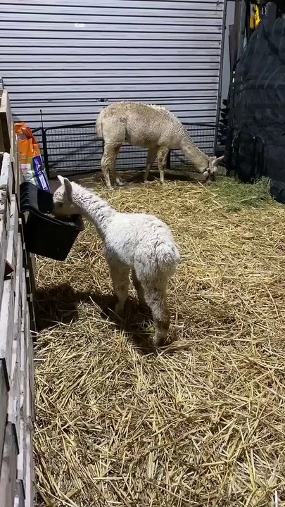 Sunny the alpaca recovering from lifesaving leg amputation at Foxground