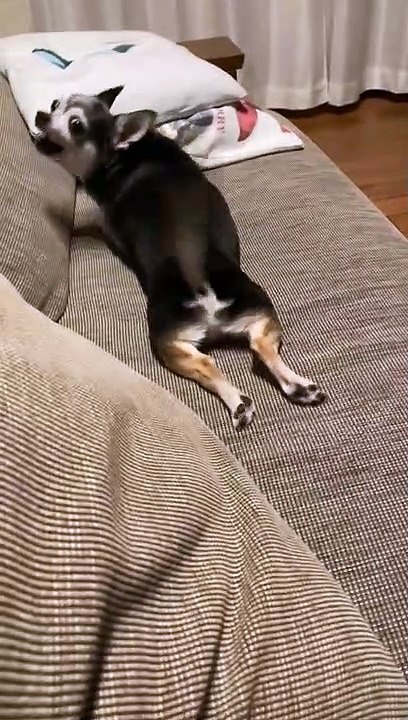 JPANESE Dog Blak Chiwawa