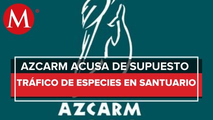 Azcarm acusa tráfico de especies en santuario Black Jaguar