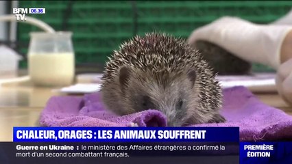 下载视频: Entre les orages et les fortes chaleurs, de nombreuses espèces d'animaux souffrent aussi de la météo