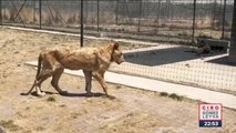 Así encontramos a los más de 200 felinos en santuario Black Jaguar-White Tiger