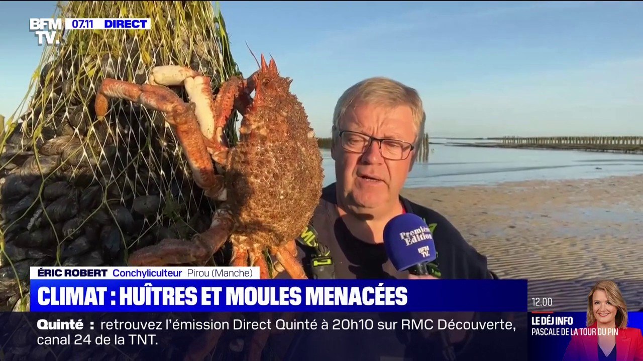 Avec le réchauffement de la Manche, les moules menacées par des prédateurs