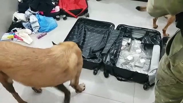 Athena e Guerreiro encontram haxixe 'gourmet' em ônibus de linha; passageira foi detida pelo BPFron