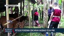 Vaksinasi Cegah PMK Mulai Digencarkan