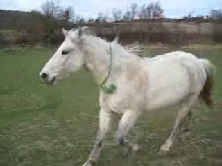 La poursuite du poney, sauvez moi!!!