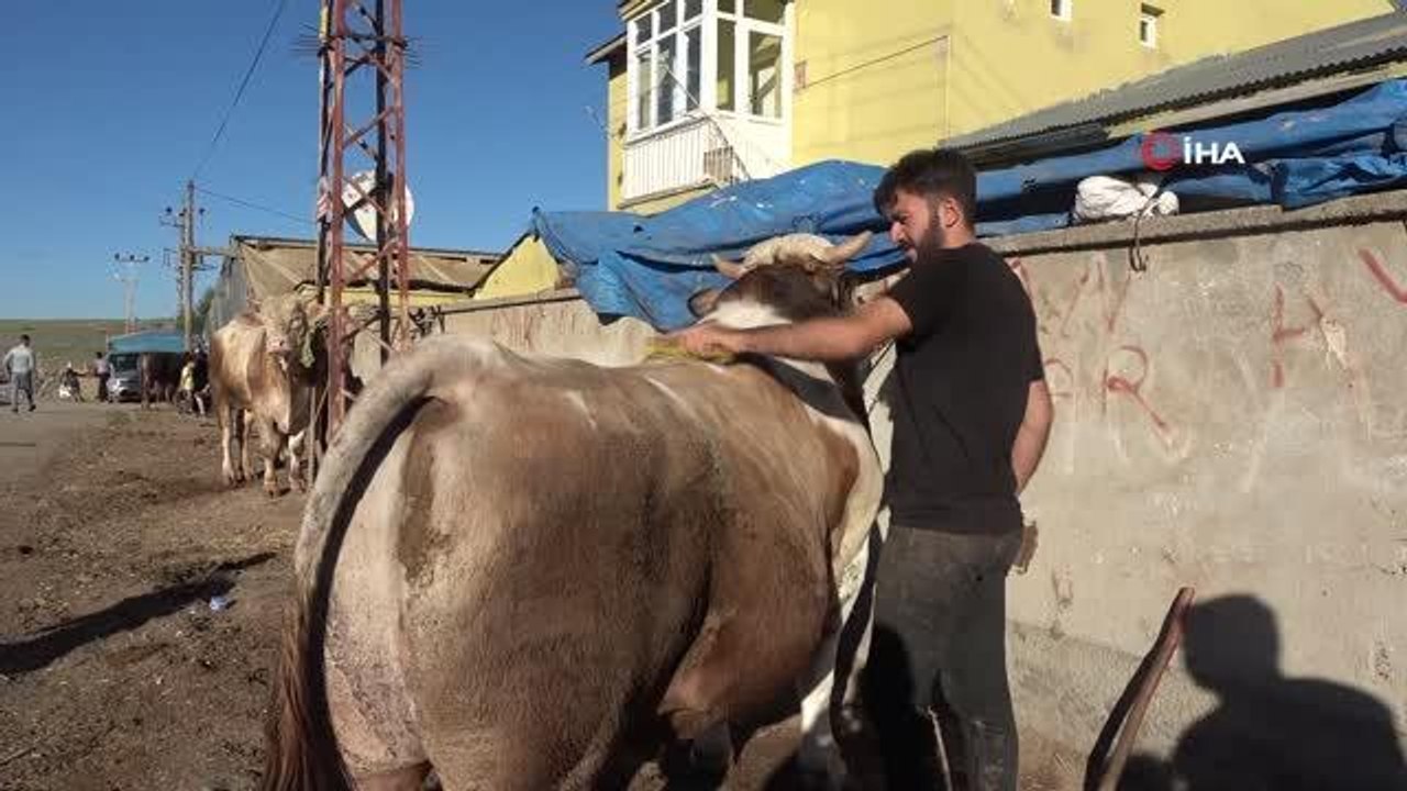 Sivas Ziraat Odası Başkanı Hacı Çetindağ'dan, kurbanlık alımında acele edin çağrısı