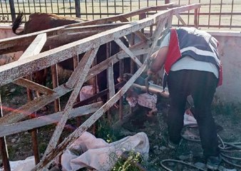 Son dakika haberleri: Başı korkuluklara sıkışan kurbanlık düveyi itfaiyeciler kurtardı