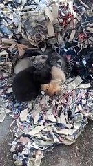 https://www.tiktok.com/@yaroslavlytcushun/video/7087639375382646022?is_copy_url=1&is_from_webapp=v1