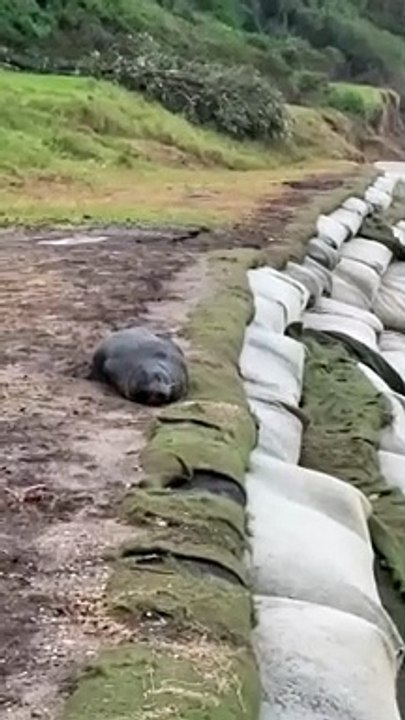 Seal relaxes while the Coalcliff beach erodes out to sea | July 6 2022 | Illawarra Mercury
