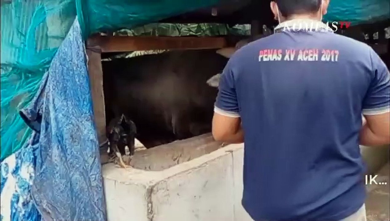 Jelang Iduladha, Jokowi Beli Sapi Kurban Milik Seorang Warga Konawe