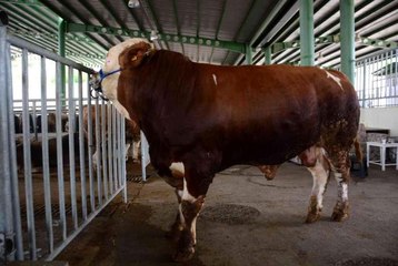 1 ton 100 kiloyla pazarın gözdesi olan Paşa, 60 bin TL'ye satıldı