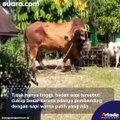 Viral Penampakan Sapi Raksasa, Panitia Qurban Auto Ketar-ketir