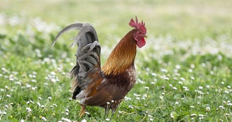 Le voisin qui se plaignait du chant du coq Pitikok s'est finalement désisté au procès