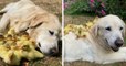 Angleterre : un labrador âgé adopte une couvée de 15 canetons orphelins