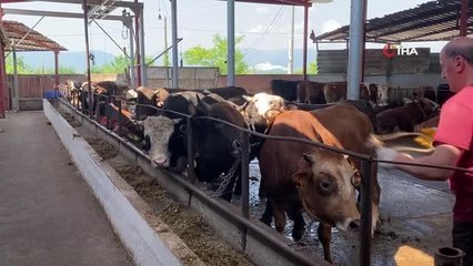 Kurban Bayramı öncesi, hayvan keseceklere 'Rueff' tekniği