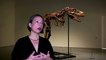 Rare Gorgosaurus skeleton up for auction at Sotheby's