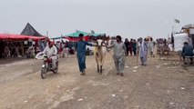 İSLAMABAD - Pakistan'da Kurban Bayramı öncesi hayvan pazarları hareketlendi