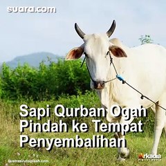 Terpaksa Diangkat, Sapi Ini Mager Tak Mau Dipindah ke Tempat Penyembelihan