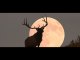 Buck Supermoon 2022 How to see July’s full Moon