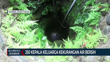 Jamu Madu Liar Cocok untuk Obati Sapi Terinfeksi PMK