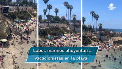 Lobos marinos atacan a bañistas en una playa de San Diego