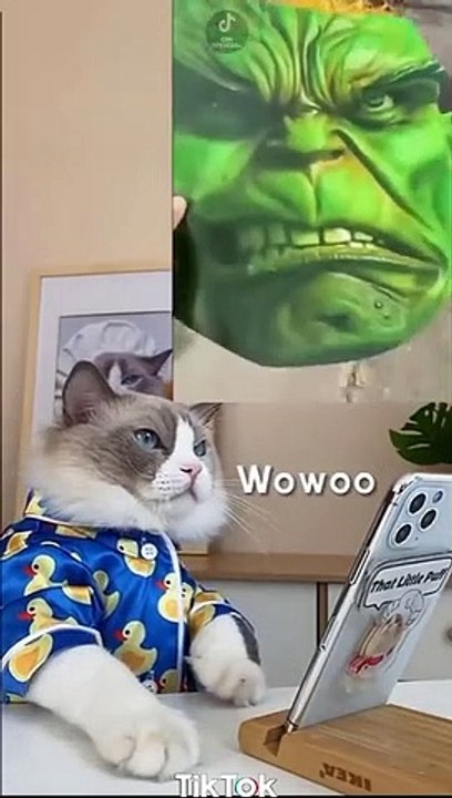 Cats make food 2022 That Little Puff Tiktok Compilation 17