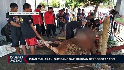 Puan Maharani Sumbang Sapi Kurban Berbobot 1,3 Ton