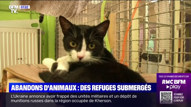 60.000 animaux de compagnie sont abandonnés chaque année à l'approche des vacances d'été