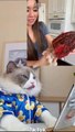 Cats make food 2022 That Little Puff Tiktok Compilation 16