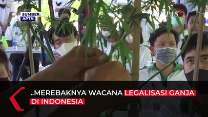BNN Buka Suara soal Wacana Legalisasi Ganja di Indonesia