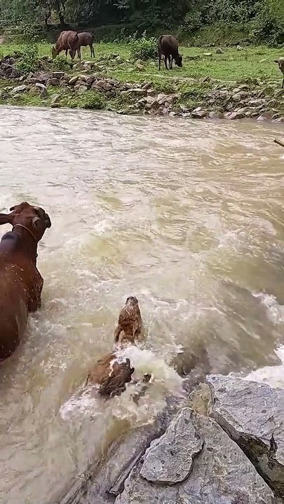 Cow Bounds Around During River Crossing