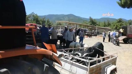 Aydın'da Kurbanlık Satan Besiciler Bu Yıl Umduğunu Bulamadı: "Maliyetlere Bakınca Fiyatlar Bize Göre Düşük Ama Vatandaş Çok Buluyor"