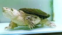Common snapping turtle 20cm