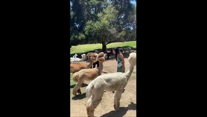 Elle n'aurait pas du chercher ce lama...