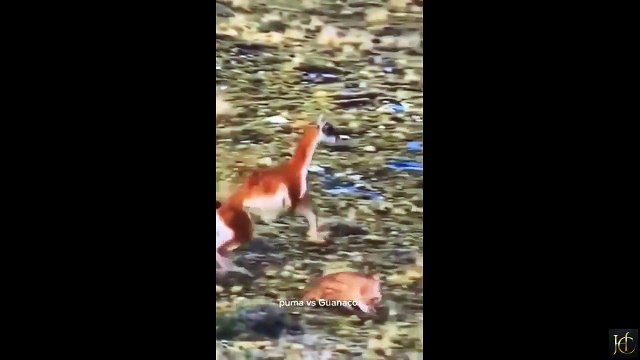 Ce guanako réussi à échapper à l'attaque d'une panthère après un rodéo impressionnant
