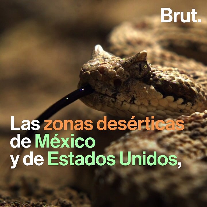 Una serpiente con una extraña manera de desplazarse 