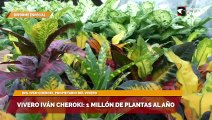 Vivero Iván Cheroki: 1 millón de plantas al año