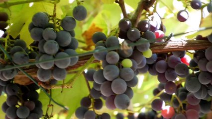 56 milioni per le eccellenze dell'agroalimentare