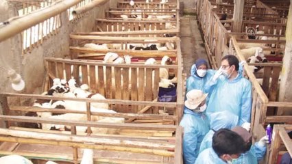 Endonezya'da şap hastalığının yayılmasını önlemek için hayvanlar aşılanıyor