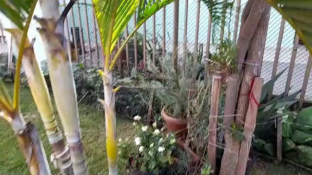 Defesa Civil realiza retirada de abelha que estava em árvore na Vila Tolentino