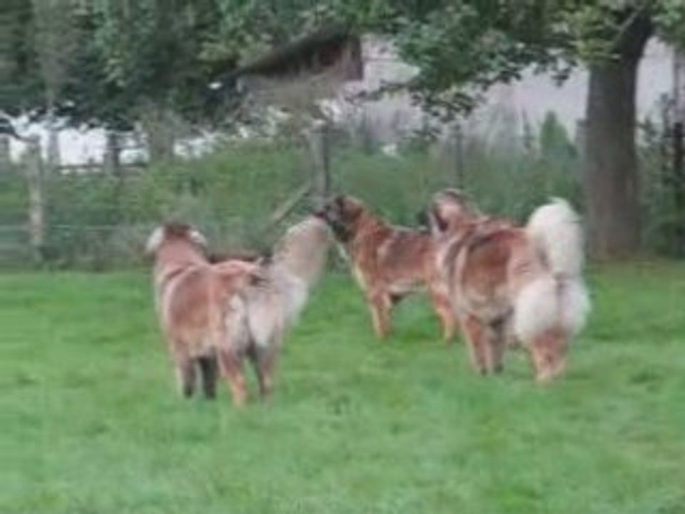 Leonberg'Vamps