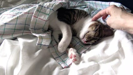 Baby Cat Has His Own Bed