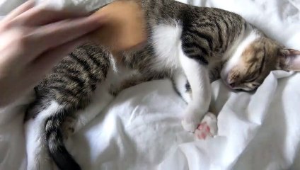 Brushing Makes the Little Cat Sleepy