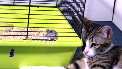 Clever Alpha Cat Wants to Communicate with Hamsters