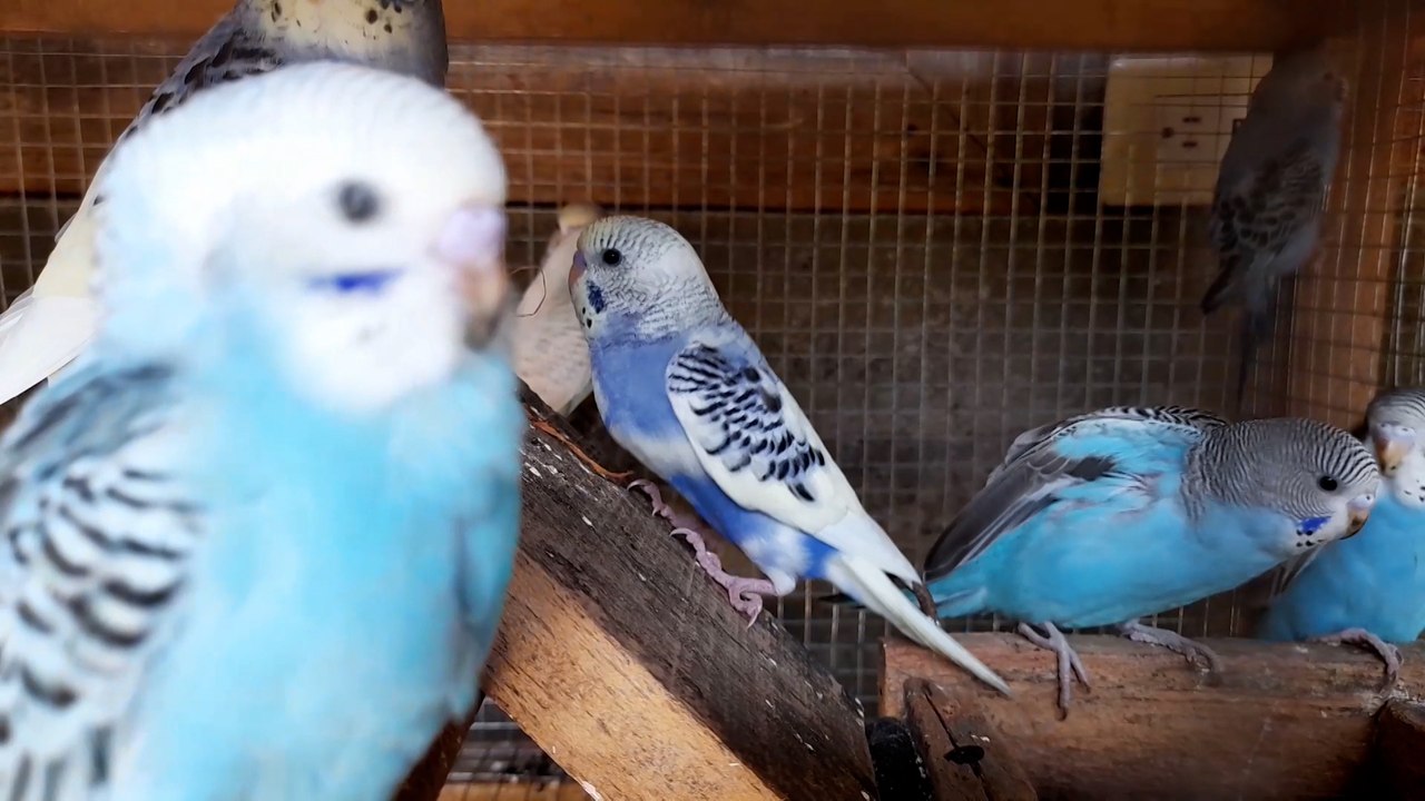 El Gallo Negro: un centro de aves exóticas en el departamento de Rivas