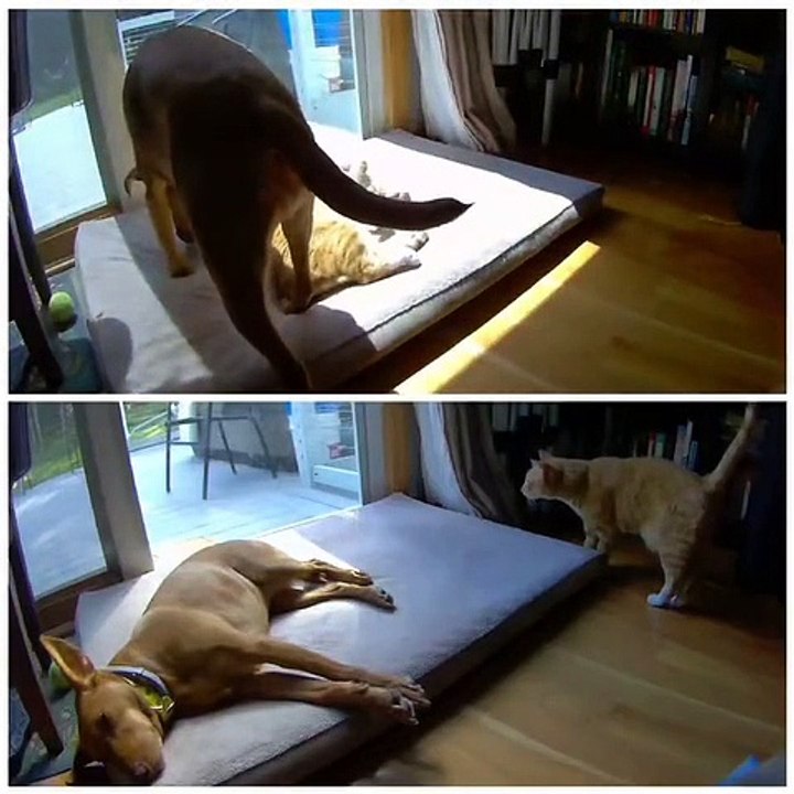 dog cat love The result is the same in both. ❤️ #cat #dog