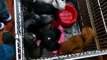 Clausuraron un criadero ilegal de perros: las terribles imágenes del rescate de 133 chihuahuas