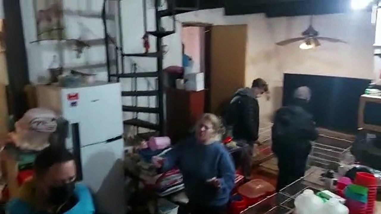 Clausuraron un criadero ilegal de perros: las terribles imágenes del rescate de 133 chihuahuas (Tercera parte)